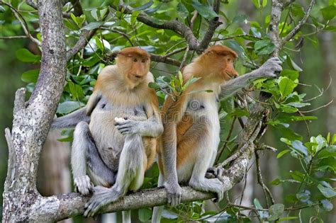 Proboscis Monkeys In The Mangrove Kota Kinabalu Affiliate