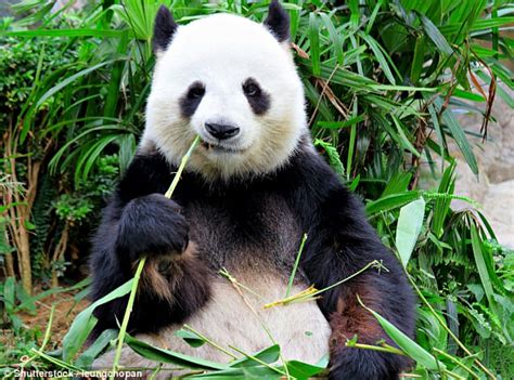 Giant Pandas Natural Habitat Is Shrinking Express Digest