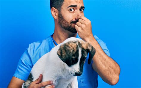 The Secret Behind Your Pet’s Body Odor (hint: it’s not what you think