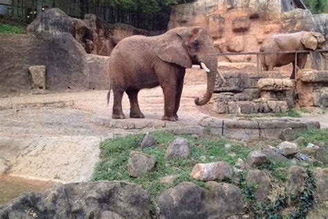 Greenville Zoo Is One Of The Very Best Things To Do In Greenville