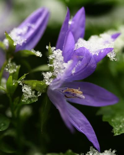 Purple Flower In Snow First Snow Of The Season On Flowers Flickr