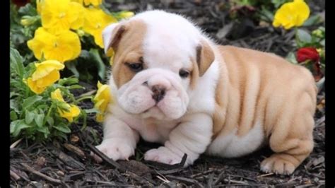 Cute Chubby Puppies 44 Chubby Puppies Toys That Are Too Cute For