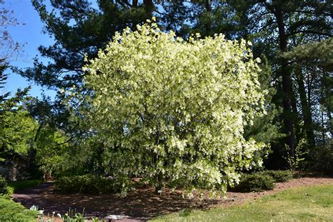 White Fringetree Chionanthus Virginicus In Burlington