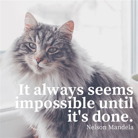 17 Meowtivational Quotes Brought To You By Beautiful Cats Cats Cat