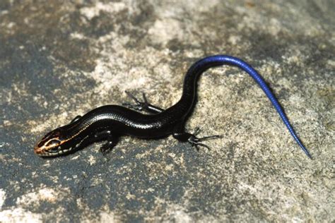 Southern Coal Skink Missouri Department Of Conservation
