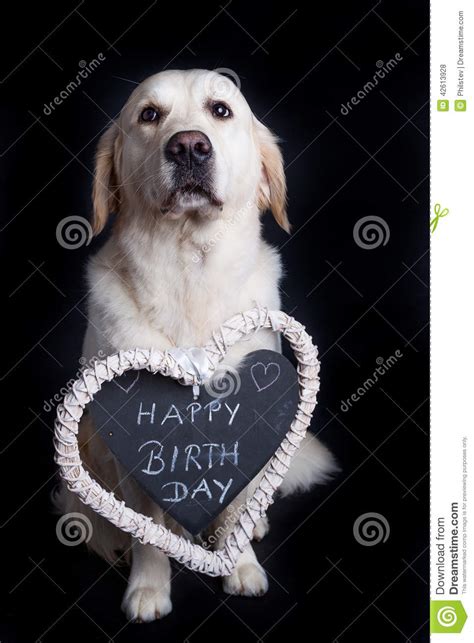 Happy Birthday Wishes A Golden Retriever Stock Photo