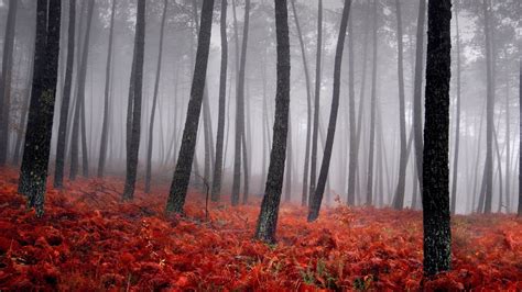 Red Forest Wallpaper For 1920x1080