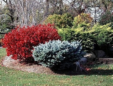 A shrub that is hardy in usda plant hardiness zones 4 to 8 can grow 15. When buying a burning bush, pay attention to size ...