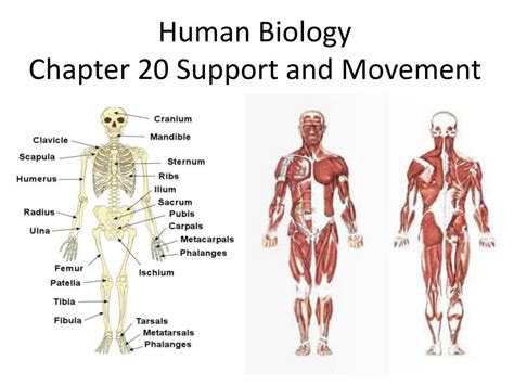 The human body is an impressive piece of machinery, and your hands are no exception. PPT - Human Biology Chapter 20 Support and Movement ...