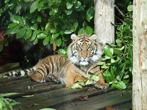 Chester Zoo Tigers Nigel Swales Flickr