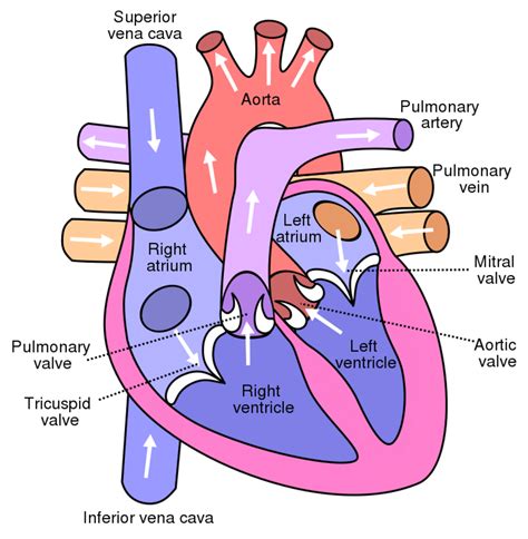 The Circulatory System Its 4 Main Parts And How They Work Owlcation