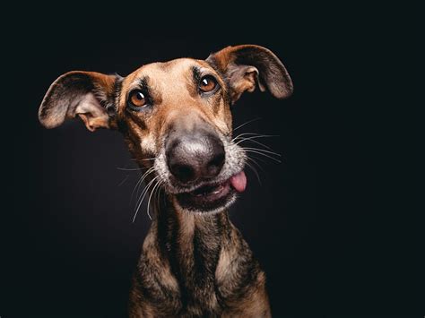 Absurdly Expressive Dog Portraits By Elke Vogelsang Colossal