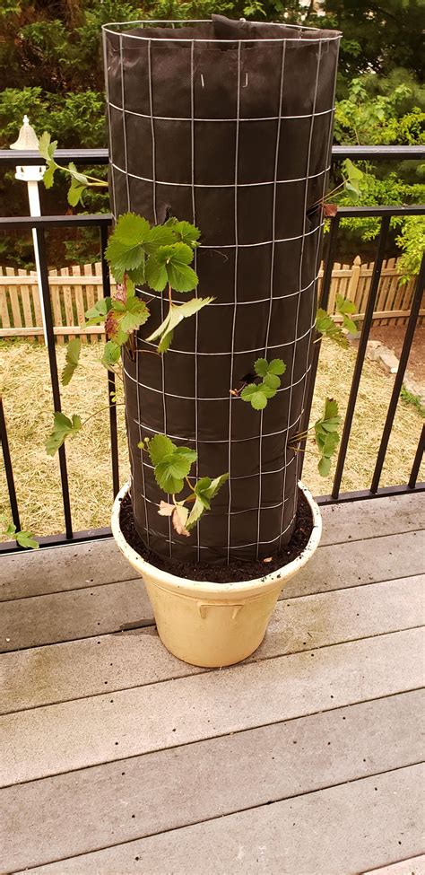 Just Finished Constructing And Planting My Strawberry Tower Cant Wait
