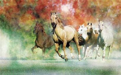 Horse Desktop Wallpapers Horses Galloping Animals Awesome