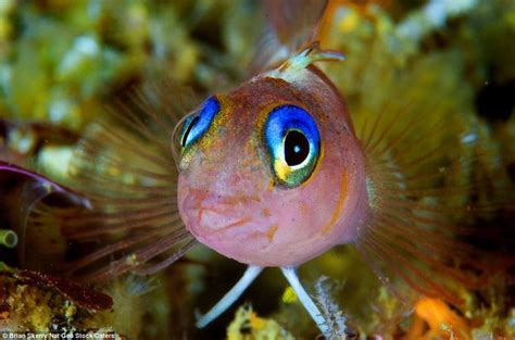 See These Fish With Incredible Eyes