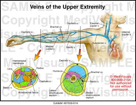 Upper Extremity Vein Diagram