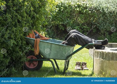 Man Sleeping In Wheelbarrow Gardener Resting In Shadow Gardener