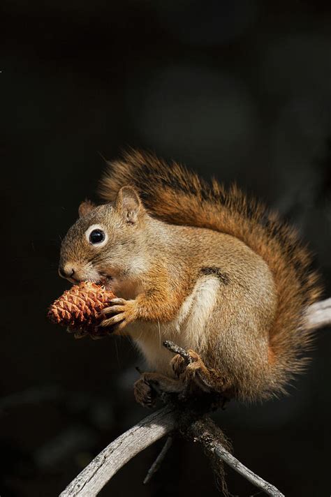 Red Squirrel Eating Pine Nut Photograph By Ken Archer