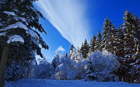 3840x2400 Winter Forest Snow Uhd 4k 3840x2400 Resolution Wallpaper