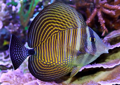 Desjardini Tang Red Sea Zebrassoma Desjardinii Saltwater Fish Tanks