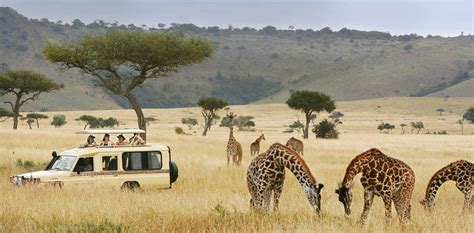 5 Days Best Of Tanzania Wildlife Safari Tanzania Safaris