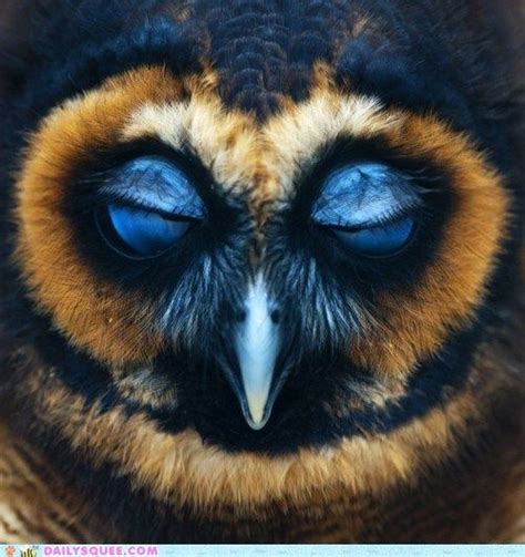 This Owl Has Blue Eyelids So Cool Owl Photography Owl Pictures Owl