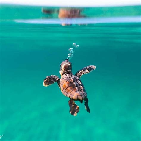 Pin By Regino Ong On Wow Cute Turtles Cute Baby Animals Cute Baby
