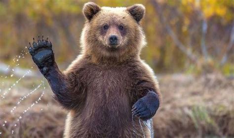 Im Not Such A Grizzly Bear Cub Gives A Wave In Adorable Snapshot