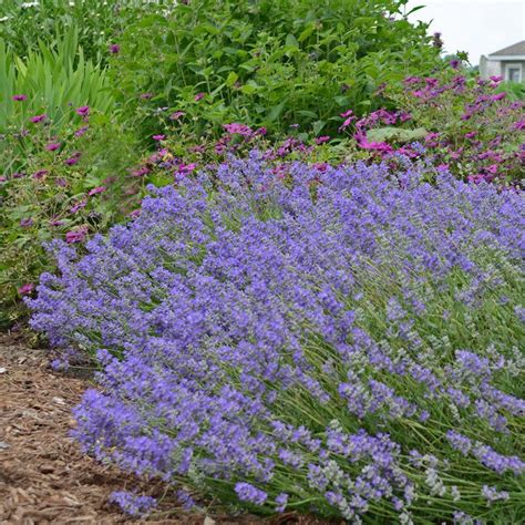 Blue Cushion English Lavender Flower Garden Plans English Lavender