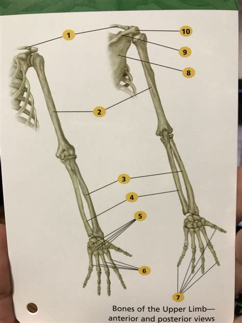 Flashcard Bones Of The Upper Limb 1 5 Diagram Quizlet