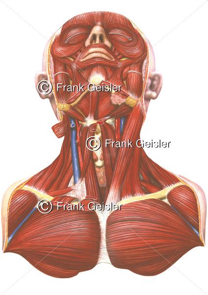 Anatomie Muskulatur Des Menschen Muskeln Kopf Hals Und Schulter Sowie Brustmuskulatur