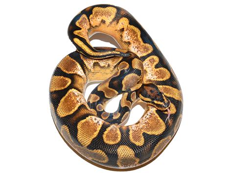 Calico Orange Dream Yellow Belly Morph List World Of Ball Pythons