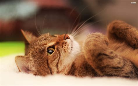 Brown Tabby Cat Cat Feline Animals Pet Hd Wallpaper Wallpaper Flare