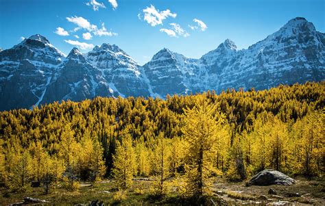 Larch Trees In Lake Louise Photograph By Laura Szanto Fine Art America