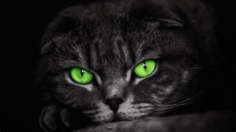 Green Eyes Cat Wallpaper 4k Background Hd Wallpaper Background Images