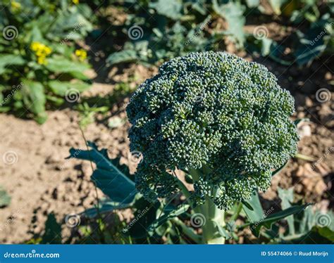 Ripe Broccoli Plant In The Field Stock Photo Image Of Crop Head