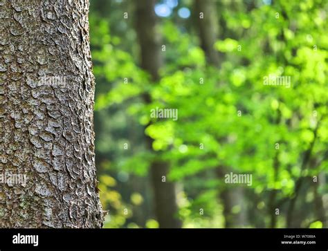 Tree Bark And Forest Blur Background Stock Photo Alamy