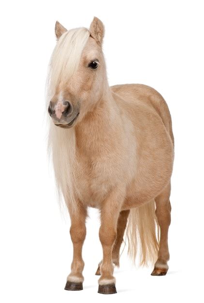 Premium Photo Palomino Shetland Pony Equus Caballus Standing Ion