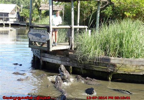 Alligator Adventure Exploring My Life