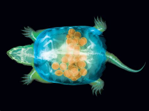 X Rays Reveal A Surprise In This Turtles Tummy Popular Science