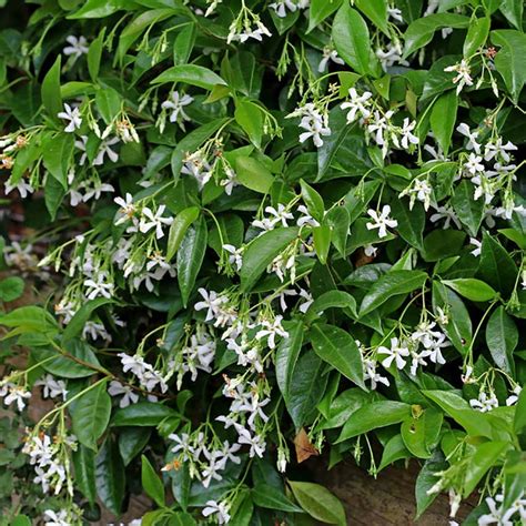 Trachelospermum Jasminoides Ground Cover