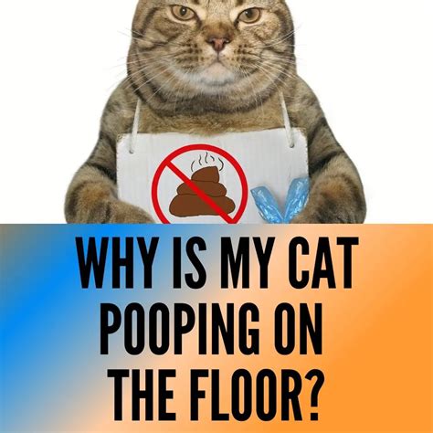Why Is My Cat Pooping On The Floor 4 Reasons 3 Tips Oxford Pets