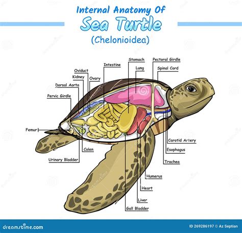 Internal Anatomy Of Sea Turtle Stock Vector Illustration Of