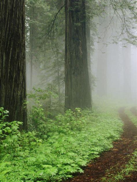 Free Download Download Wallpaper Fog In Redwood Forest California 1920