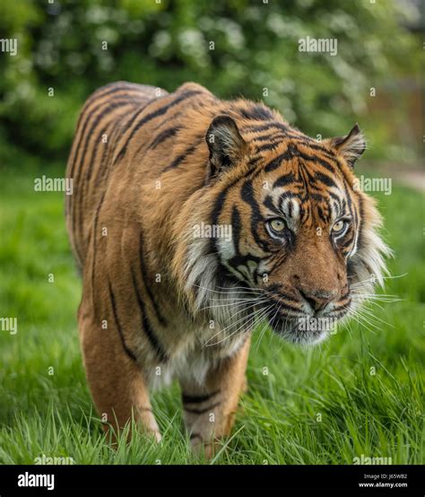 Sumatran Tiger Prowling Stock Photo Alamy