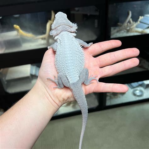 Hypo Trans Dunner Wero Central Bearded Dragon By Blazed Bearded Dragons