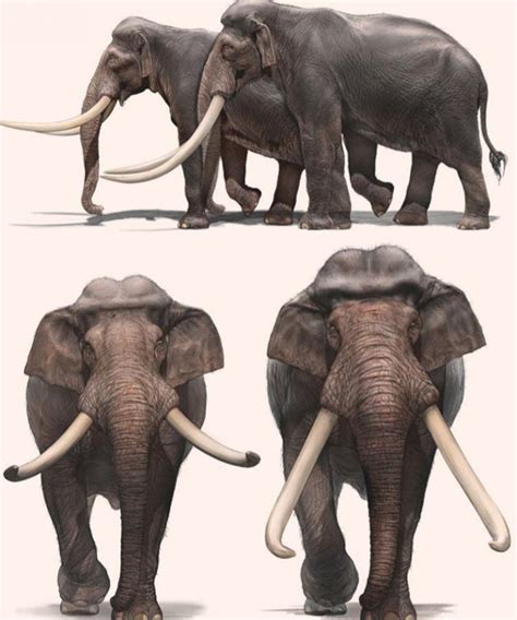 New Research Tracks Evolution Of Extinct Straight Tusked Elephants