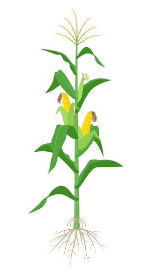 Maize Plant Isolated On White Background With Yellow Corncobs Green