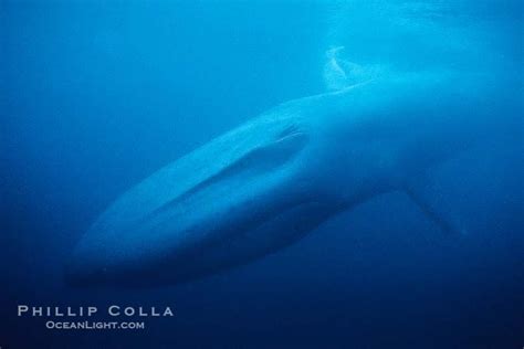 Blue Whale The Largest Animal Ever To Inhabit Earth Swims Through The