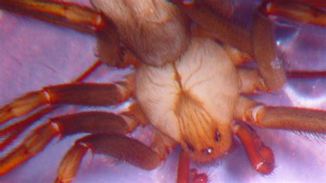 Brown Recluse Spiders Found In Mid Michigan Weyi